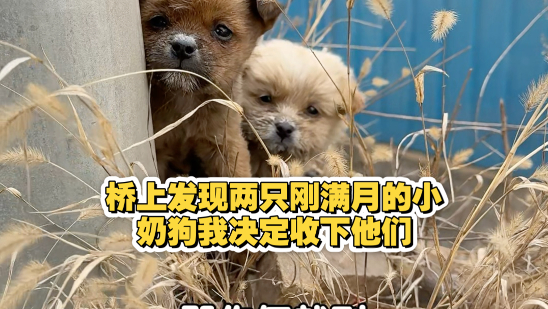 桥上发现两只刚满月的小奶狗我决定收下他们