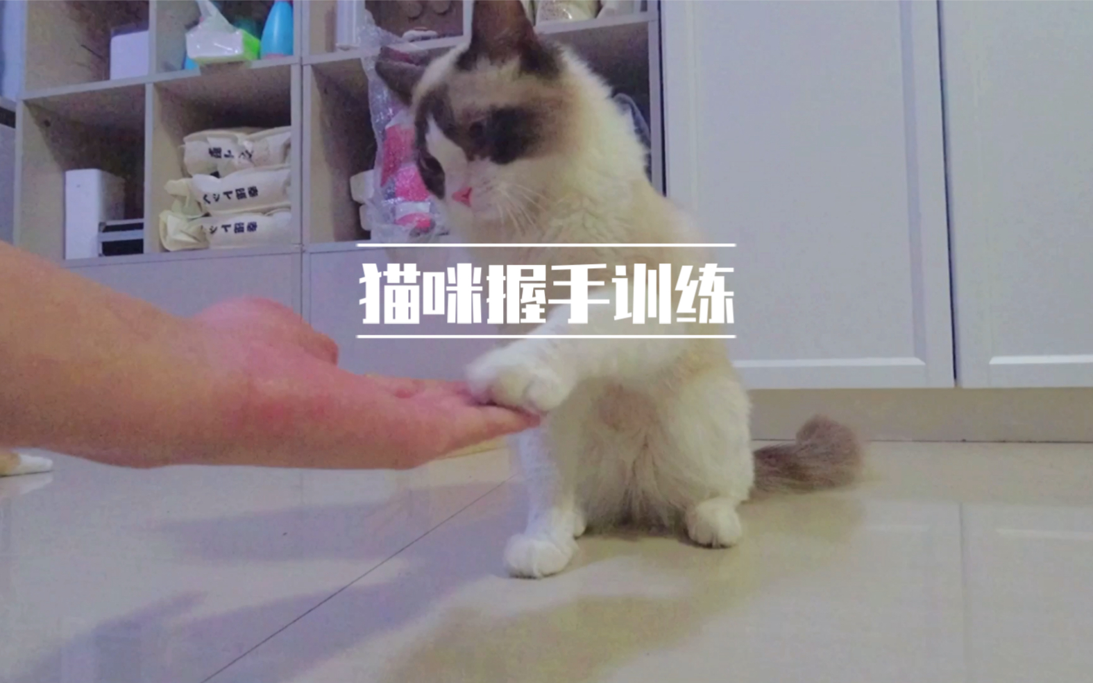 猫咪训练如何教猫咪学会握手 哔哩哔哩 つロ干杯 Bilibili