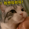 猫猫的爱！太沉重啦！贴脸睡真喘不上气啊