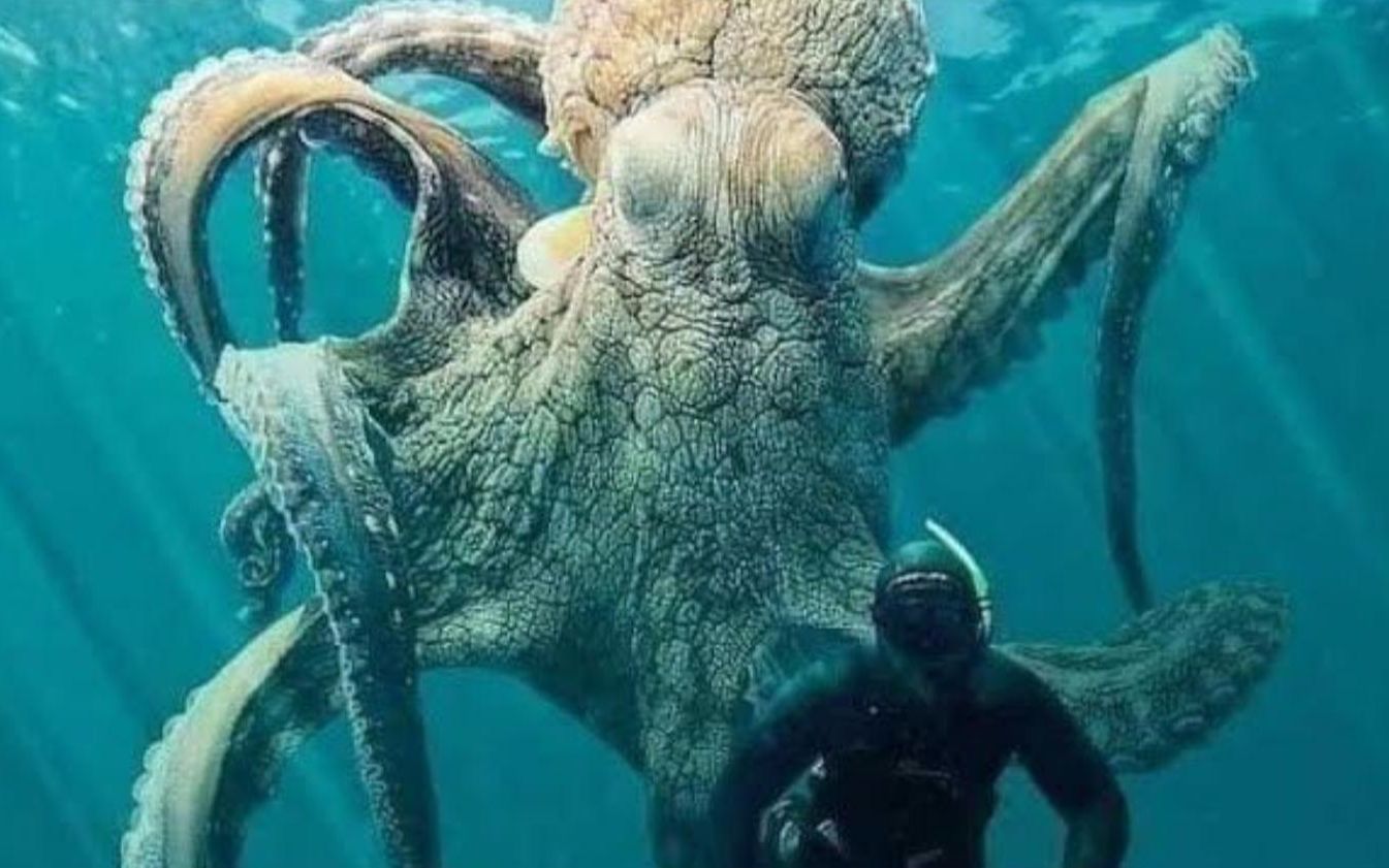 潜水遇到深海巨怪，几百斤的章鱼你敢下手吗，触角比人还粗的巨物