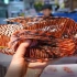 日本街路边小吃 - 狮子鱼 鳄梨翻炒 生鱼片 日本海鲜