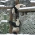 【大熊猫丫丫】【大熊猫乐乐】  考古视频：玩雪