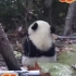 小熊猫的《精彩一刻》可爱片