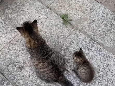 猫儿这个复制粘贴