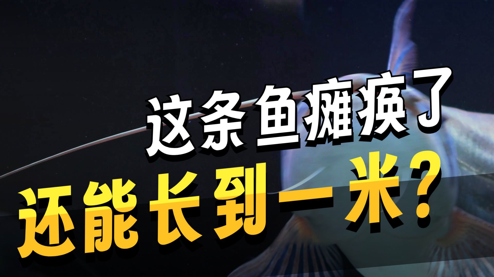 挑战把一条瘫痪的鱼养到米级！成了就是养鱼界第一人！