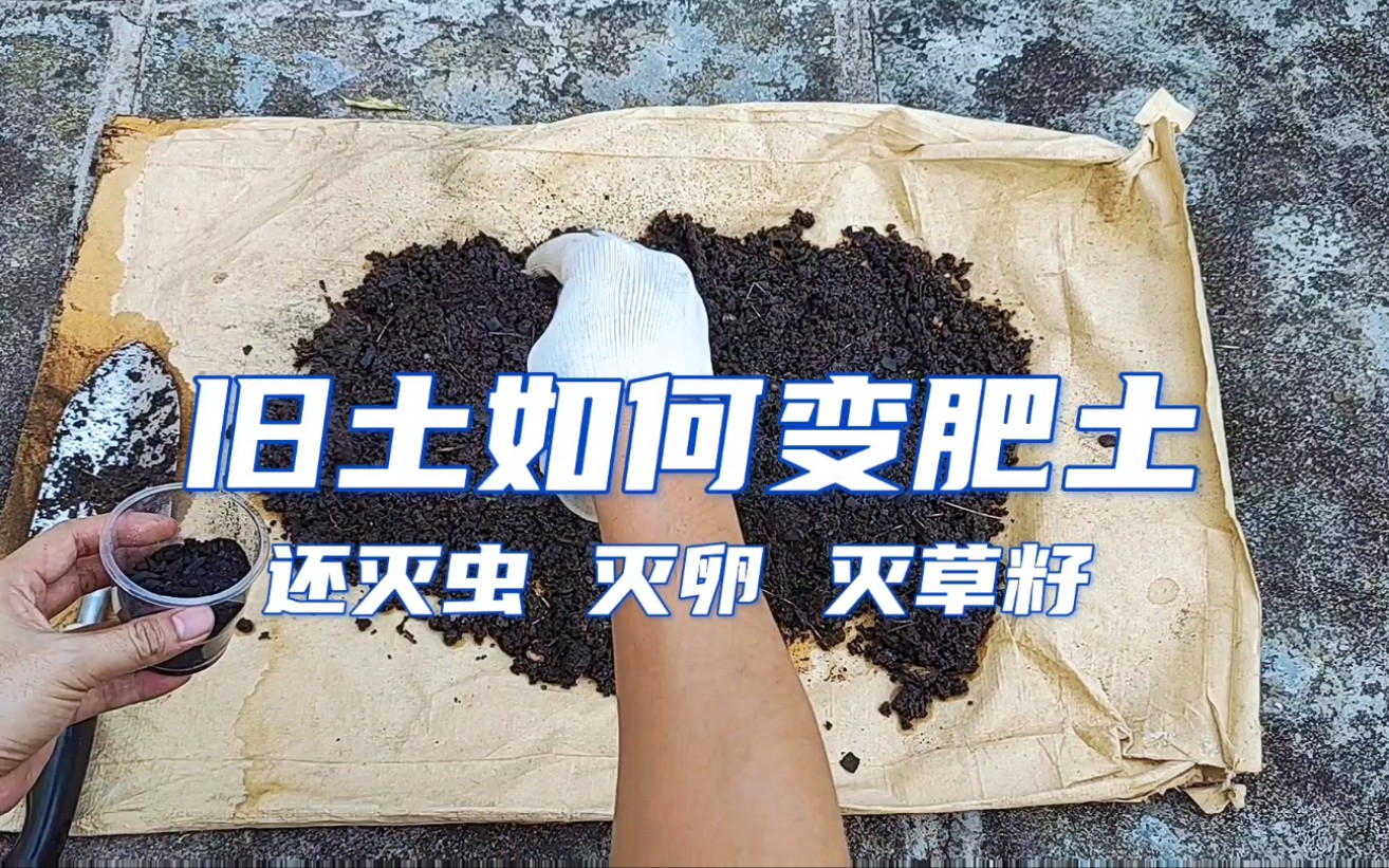 家庭别用农药为土壤消毒了！2种简单环保的“土法”，效果真是好！