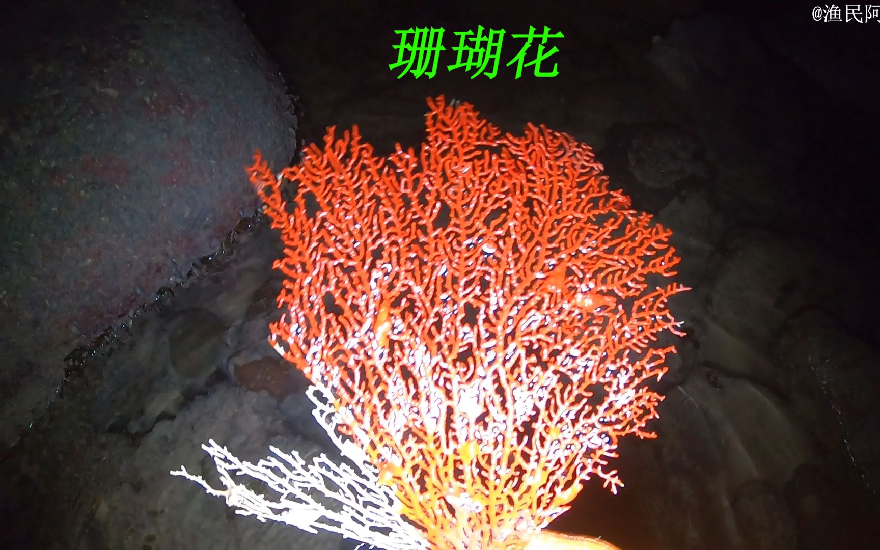 退潮后珊瑚礁里的海鲜特别多有海参海螺还有金鼓鱼和鲍鱼