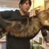 养一只超大的缅因猫是什么体验