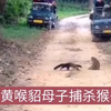 黄喉貂母子捕杀猴子，直接前后夹击乱啃乱咬，太惨了