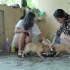 农村少妇 日常- Feed the beautiful puppies while they are very hung