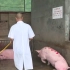保护舌尖上的安全  肉联厂做足措施确保猪肉生产安全卫生