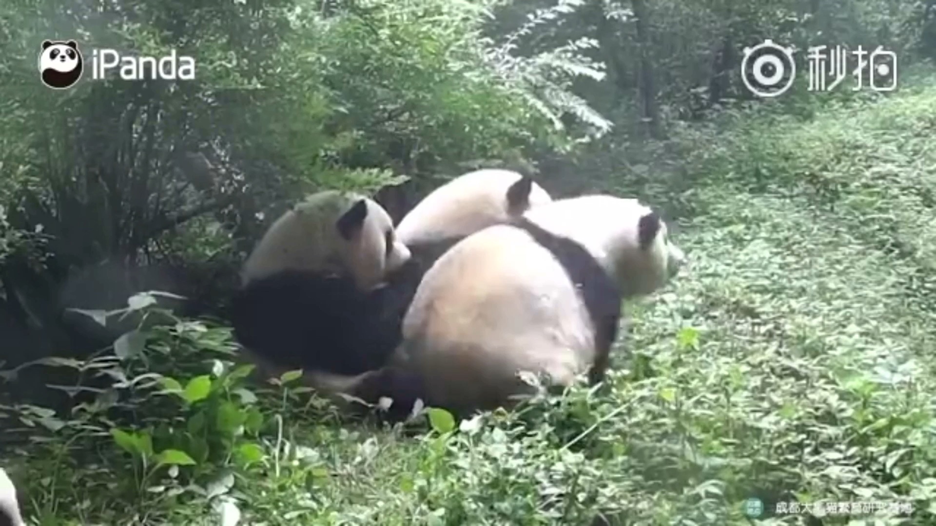 熊猫的视频大全播放 f04c612e1bae756e8b838a287a7d0ae5560b93aa.jpg