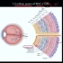 【中英双字】【青光眼的视神经病变】Optic Disc Changes in Glaucoma - The Comple