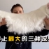 世界上最大的三种宠物猫你都知道哪些？体长最大的居然超过1米！