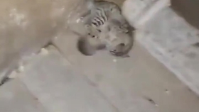 小猫咪视频大全可怜 f099d5b0556522f227be4e2a0d3bb4deb8013d9c.jpg@280w_158h_1c_100q.jpg