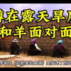 蹲在露天旱厕和羊面对面，去阿勒泰旅游的人膀胱容量一定要大