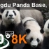 【360VR全景】四川大熊猫基地