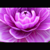 C4D花开叶子动画演示