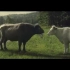 看看黑牛和白牛的恋爱史，它们最终生下了，奶牛？Łaciate - Po Byku