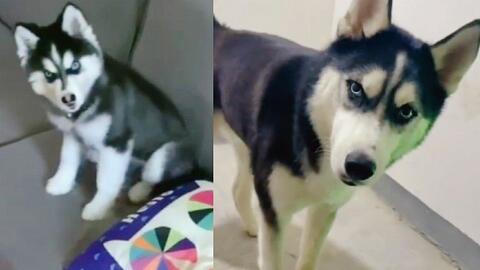 宠物视频大全搞笑,宠物视频大全搞笑素材