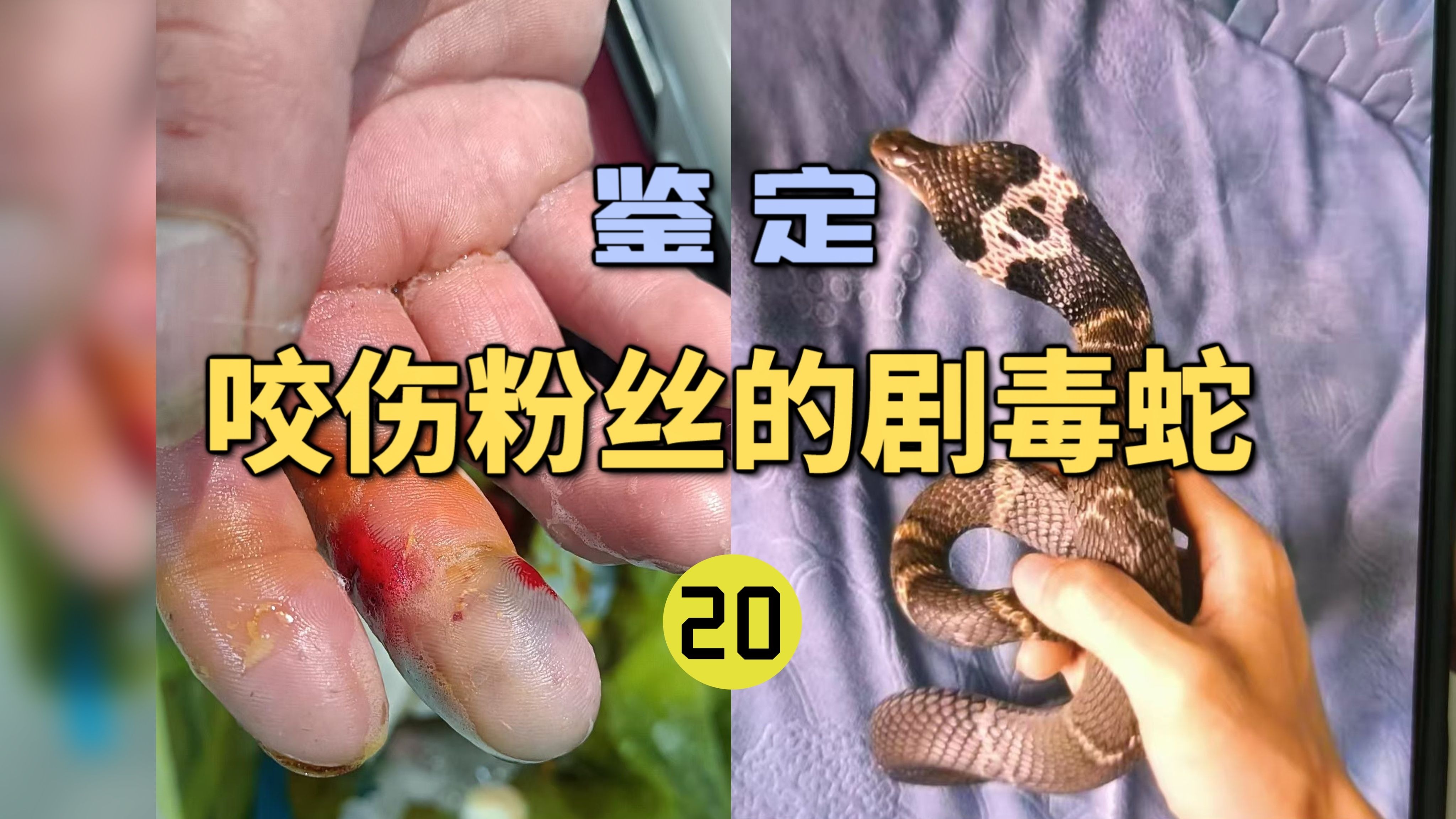 世界记忆大师龙雅