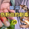 鉴定咬伤粉丝的毒蛇(20)眼镜蛇咬伤导致呼吸停止？刷新龙雅和医生认知