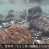 【YouTube】日本产淡水鱼之宽鳍鱲