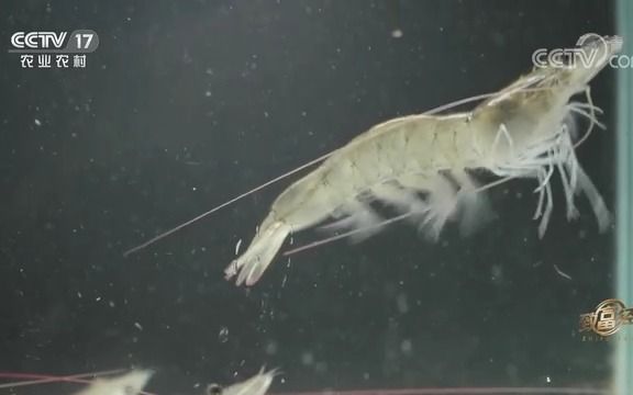 如何养养大 淡水虾
