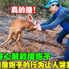 狍子被网缠绕，好心大叔上前解救，没想到傻狍子行为让人哭笑不得