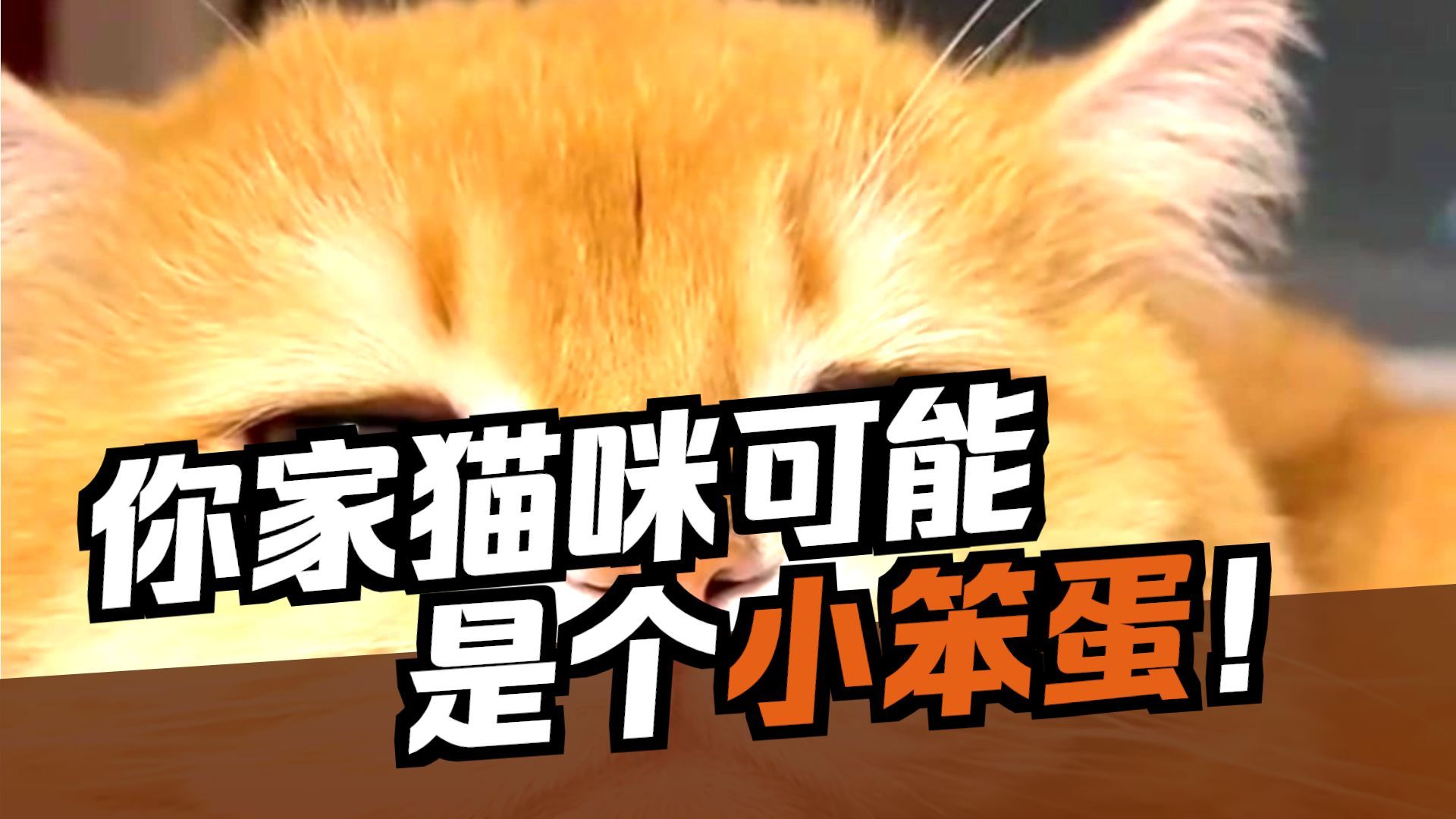 冷知识：面相委屈的的小猫可能是笨蛋