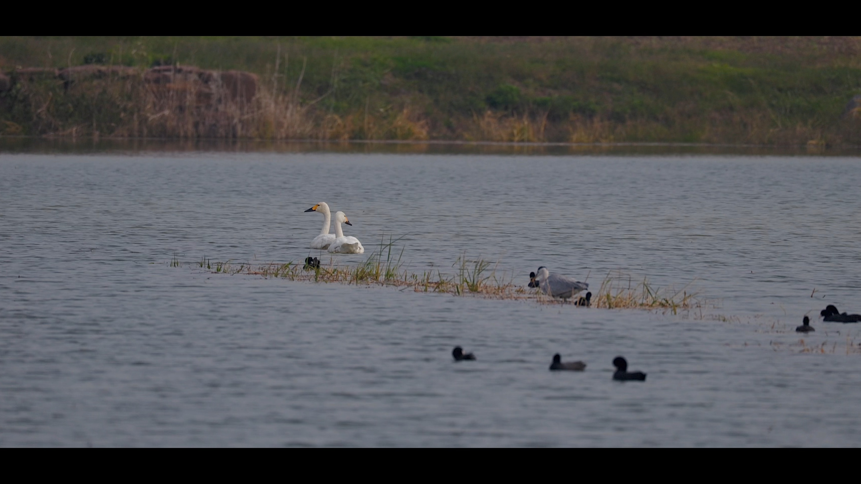 十八联圩的小天鹅来了
