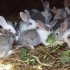 兔子的一生｜现代化养殖和加工兔子