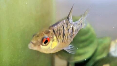 f1b675eddf646603b2840e62af109d2630c446db.jpg@480w_270h_1c