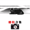 【瞎拍合集】自制尼康机内黑白曲线预设JPEG直出 尼康Zfc+Z