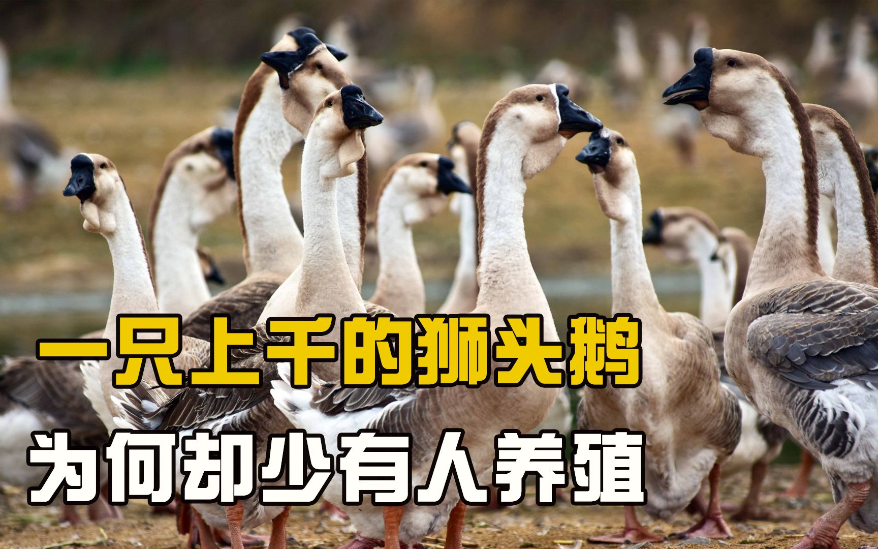 鹅界的爱马仕“狮头鹅”，一只能卖上千元，为何却很少有人养殖？