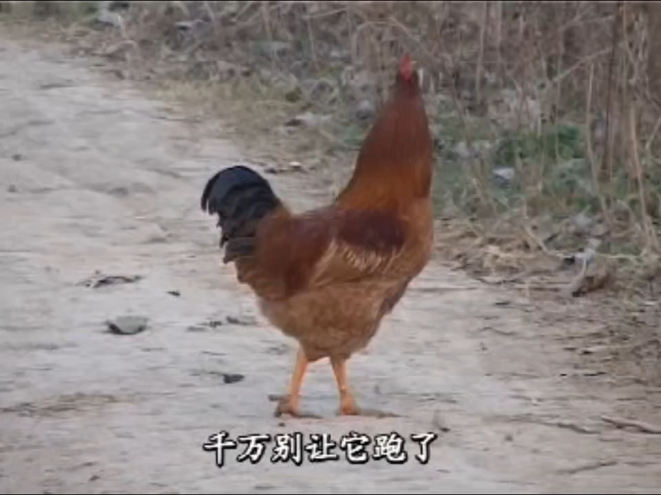 民间小调《倒霉的小偷》荆献顺 荆献刚 刘素霞 李发东 尹桂廷 张芳