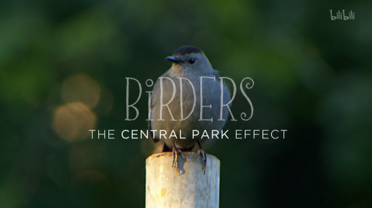 【纪录片】中央公园效应-Birders: The Central Park Effect