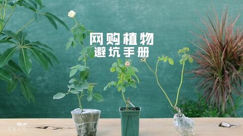 f21120ae7517751e2b594abb3b0febef62de44de.jpg@480w_270h_1c