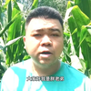 100元一斤也难买，只有玉米地里才能找到的宝贝，你见过吗