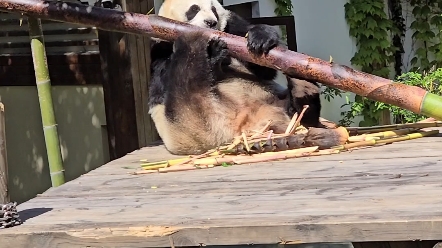 《大熊猫华丽》吃个大炮筒可太难了
