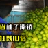 没有大陆帮忙收购，台湾省柚子滞销，价格暴跌10倍依旧卖不出去