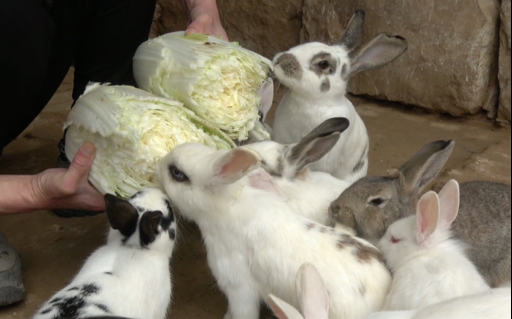 小兔子吃大白菜🥬-度小视