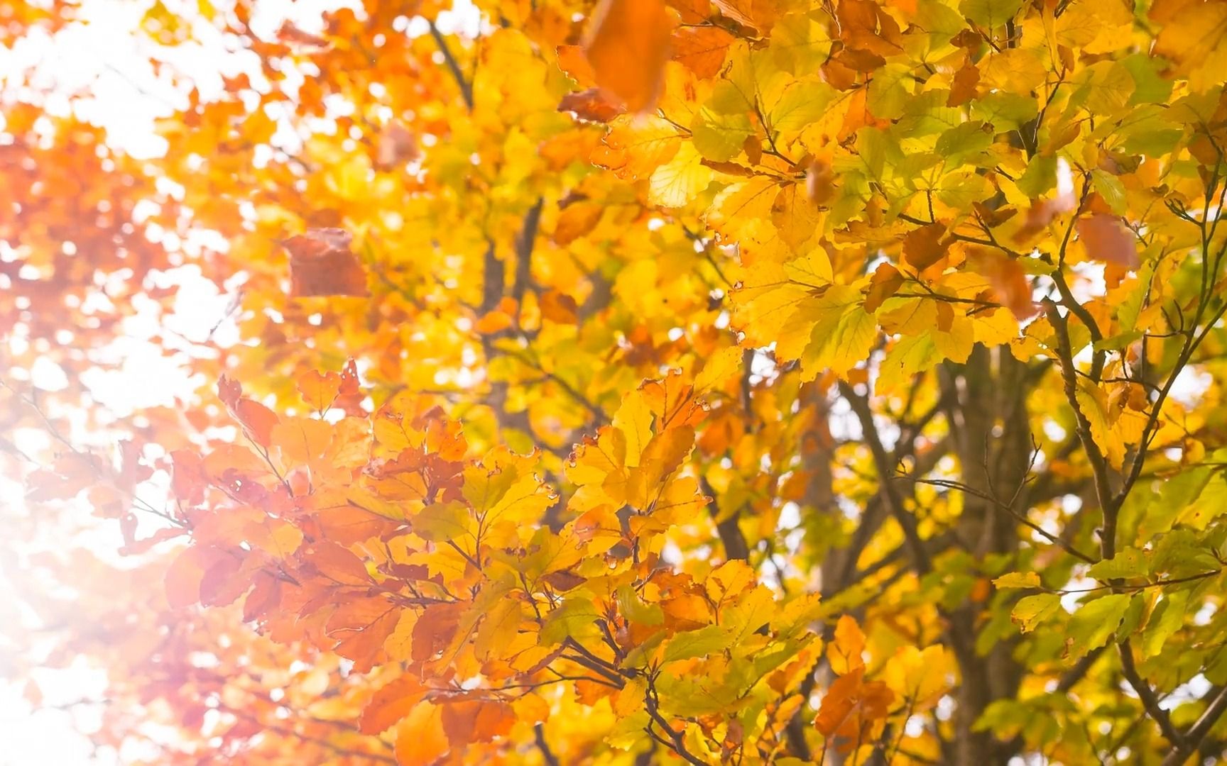 【唯美|秋天】记录秋天的落叶|不辜负美景
