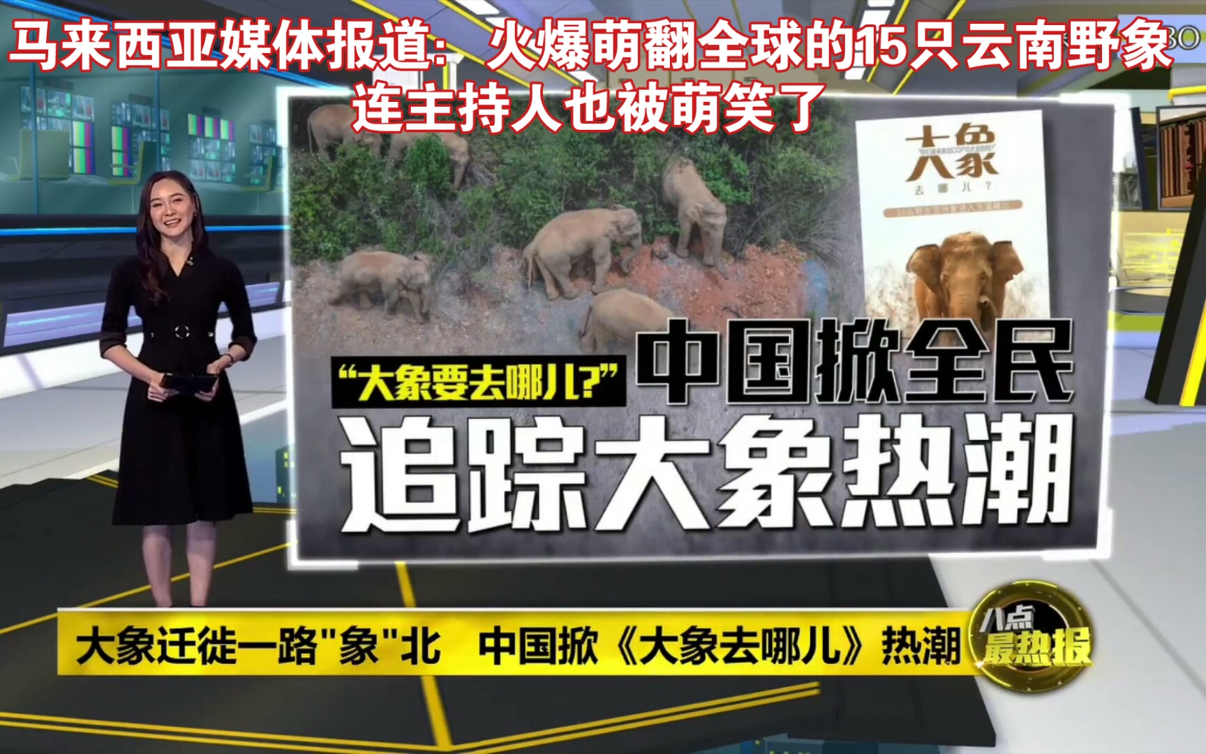 马来西亚媒体报道：火爆萌翻全球的15只云南野象.主持人也被萌笑了。