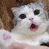 猫咪吃颗零食嚼了40多下！喵系vlog@香香软软的小泡芙