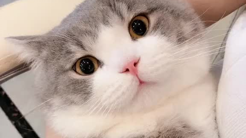 f24f611e06cdb2499eb1a10bd89339f768eeb40e.png@480w_270h_1c