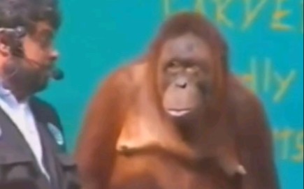 都是怎么回复：当观众偷着给表演的猩猩一个水果，猩猩的动作和眼神亮了[一阶段]的第1张示图