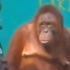 当观众偷着给表演的猩猩一个水果，猩猩的动作和眼神亮了