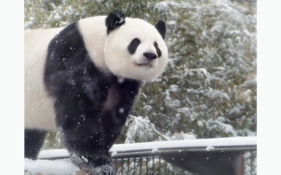 萌兰｜今年的雪弗兰，氛围感的神