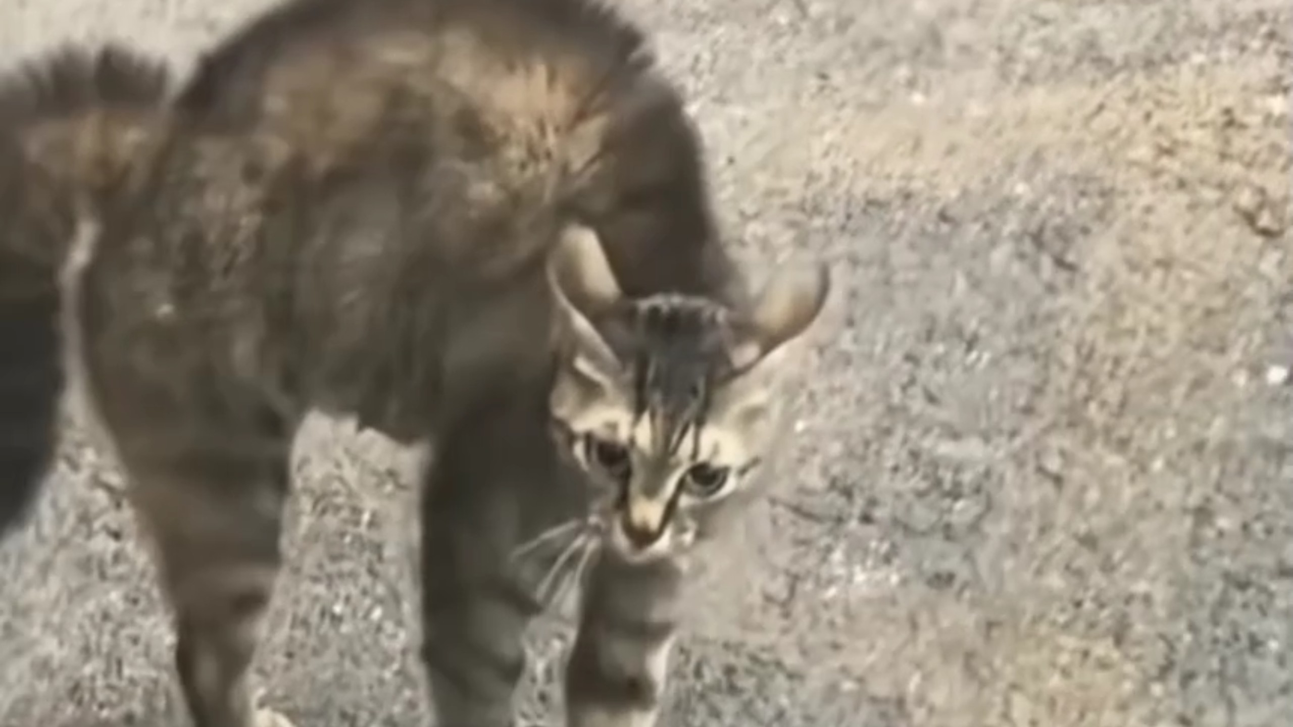 哈基米就喜欢欺负怕猫的哈基人